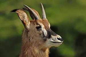 Roan Antelope (Hippotragus equinus)