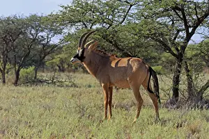 Roan antelope (Hippotragus equinus)