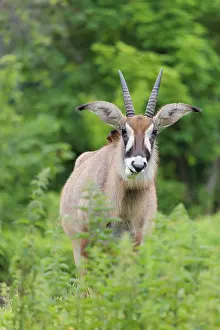 A roan antelope (Hippotragus equinus) stands in a green meadow with tall vegetation