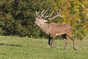 Roaring Red Deer (Cervus elaphus)