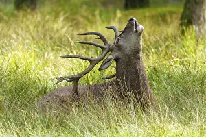 A roaring stag with antlers points its head to the sky