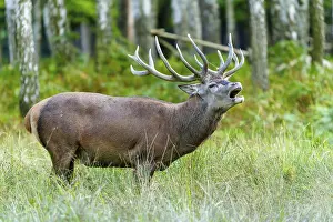 A roaring stag with antlers stands in a wooded environment