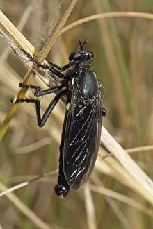 Robber fly, Dasypogon melanopterus