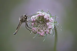 Robberfly (Machimus rusticus), sitting on a flower of a wild carrot