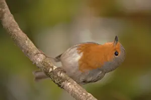 Robin, bird, songbird, birds, songbirds