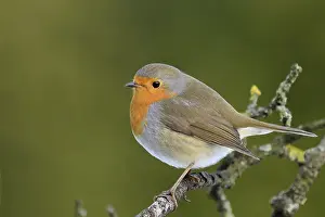 Robin on a branch