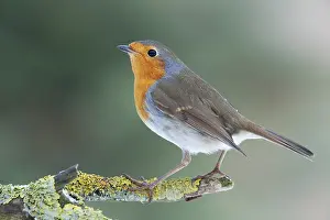 Robin (Erithacus rubecula)