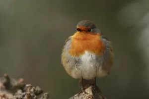 Robin (Erithacus rubecula)