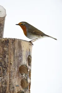 Robin (Erithacus rubecula)