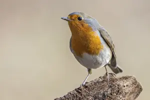Robin, Erithacus rubecula