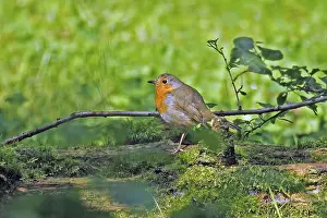 Robin (Erithacus rubecula), Arnsberg
