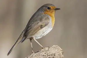 Robin (Erithacus rubecula) on a branch in the forest