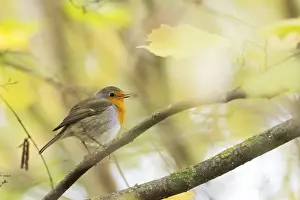 Robin (Erithacus rubecula) on a branch between softly lit autumn leaves in a natural environment