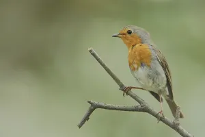 Robin (Erithacus rubecula) in the castle park