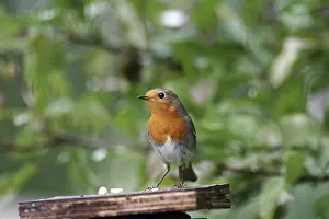 Robin (Erithacus rubecula), color