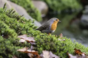 Robin (Erithacus rubecula), Emsland