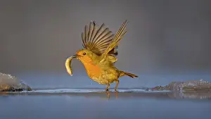 Robin (Erithacus rubecula) Family Flycatcher (Muscicapidae) Winter with frost and ice