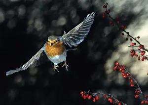 Robin (Erithacus rubecula), Hesse, Germany
