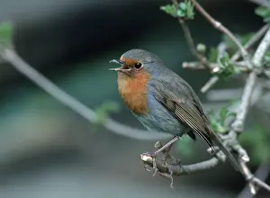 Robin (Erithacus rubecula), Hessen, Germany