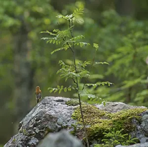 Robin (Erithacus rubecula), Karelia