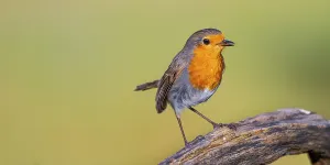 Robin, Erithacus rubecula, Mediterranean Forest