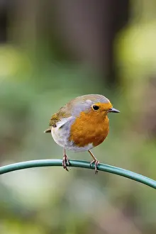 Robin (Erithacus rubecula) perched on a feeder