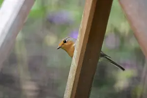 Category Wildlife DE Prints: Robin (Erithacus rubecula), portrait