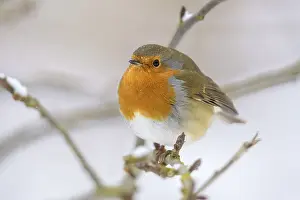 A robin (Erithacus rubecula) sits on a snow-covered branch and gazes into the distance