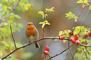 Robin (Erithacus rubecula) sitting on a branch