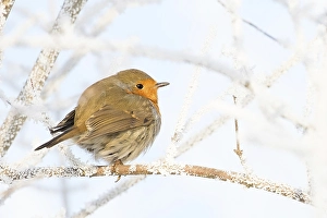 Robin (Erithacus rubecula) sitting on branch with hoarfrost