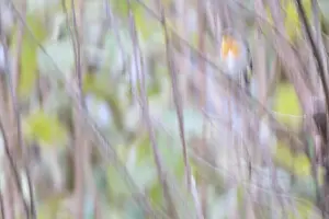 Robin (Erithacus rubecula) sitting in bushes