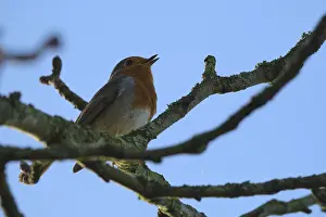 Robin (Erithacus rubecula) sitting in dense bushes
