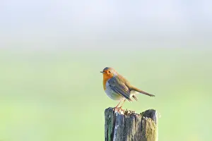 A robin (Erithacus rubecula) sitting on a peg of a pasture fence in winter