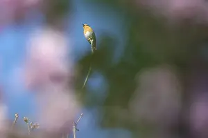 Robin (Erithacus rubecula) sitting in a tree