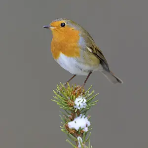 Robin (Erithacus rubecula), on a snow-covered spruce top