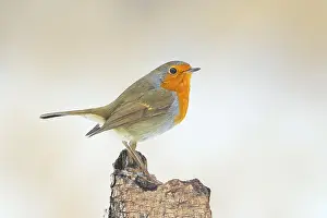 Robin (Erithacus rubecula) standing on tree stump
