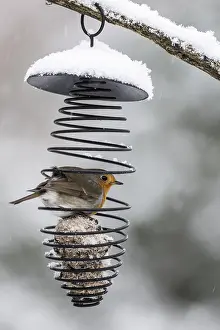 Robin (Erithacus rubecula) in the tit dumpling dispenser