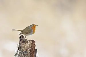 Robin (Erithacus rubecula), in winter on a rotten tree stump