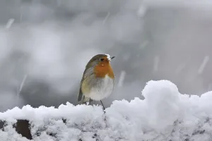 Robin (Erithacus rubecula) in winter in the snow