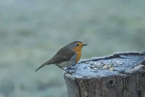 Robin sitting on tree trunk with food seen from right side