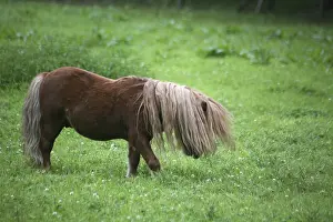 Robust small horses
