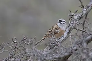 Rock Bunting (Emberiza cia) singing on a fruit tree