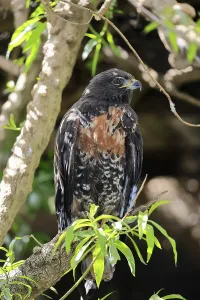 Rock Buzzard (Buteo rufofuscus)