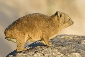 Rock dassie Augrabies Falls National Park