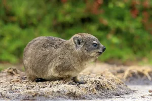 Rock Dassie (Procavia capensis)