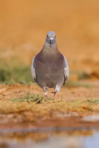 Rock dove (Columba livia) on a farmers field