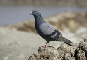 Rock Dove (Columba livia intermedia)