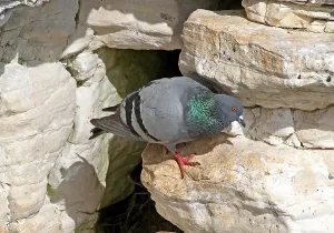 Rock Dove, rock doves (Columba livia)