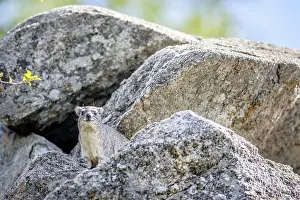 Rock hyrax basking on the rocks in Hwange National Park