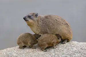 Rock Hyrax or Cape Hyrax (Procavia capensis)